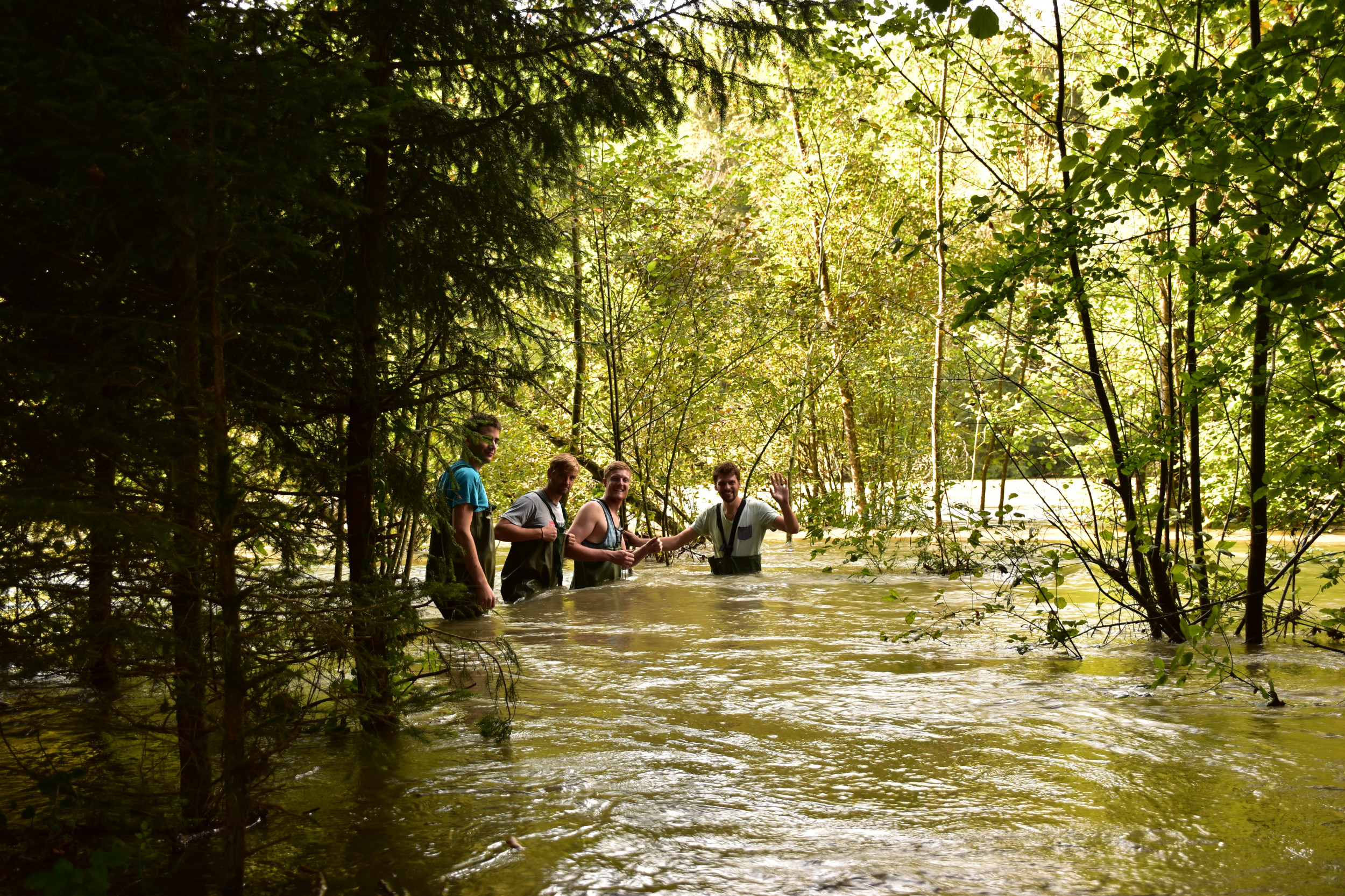 Während der Flut sind die Auenwälder der Saane unter Wasser.