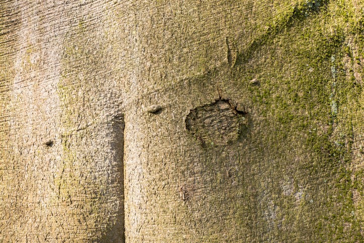 Die Buche ist ein bisher zu wenig genutzter Baustoff.