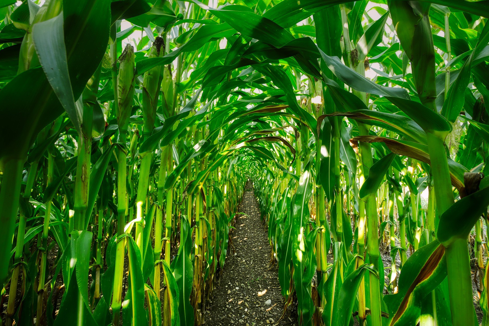 Biorefineries can produce renewable aviation fuel from maize. A research project was initiated to investigate how this process can be optimised.