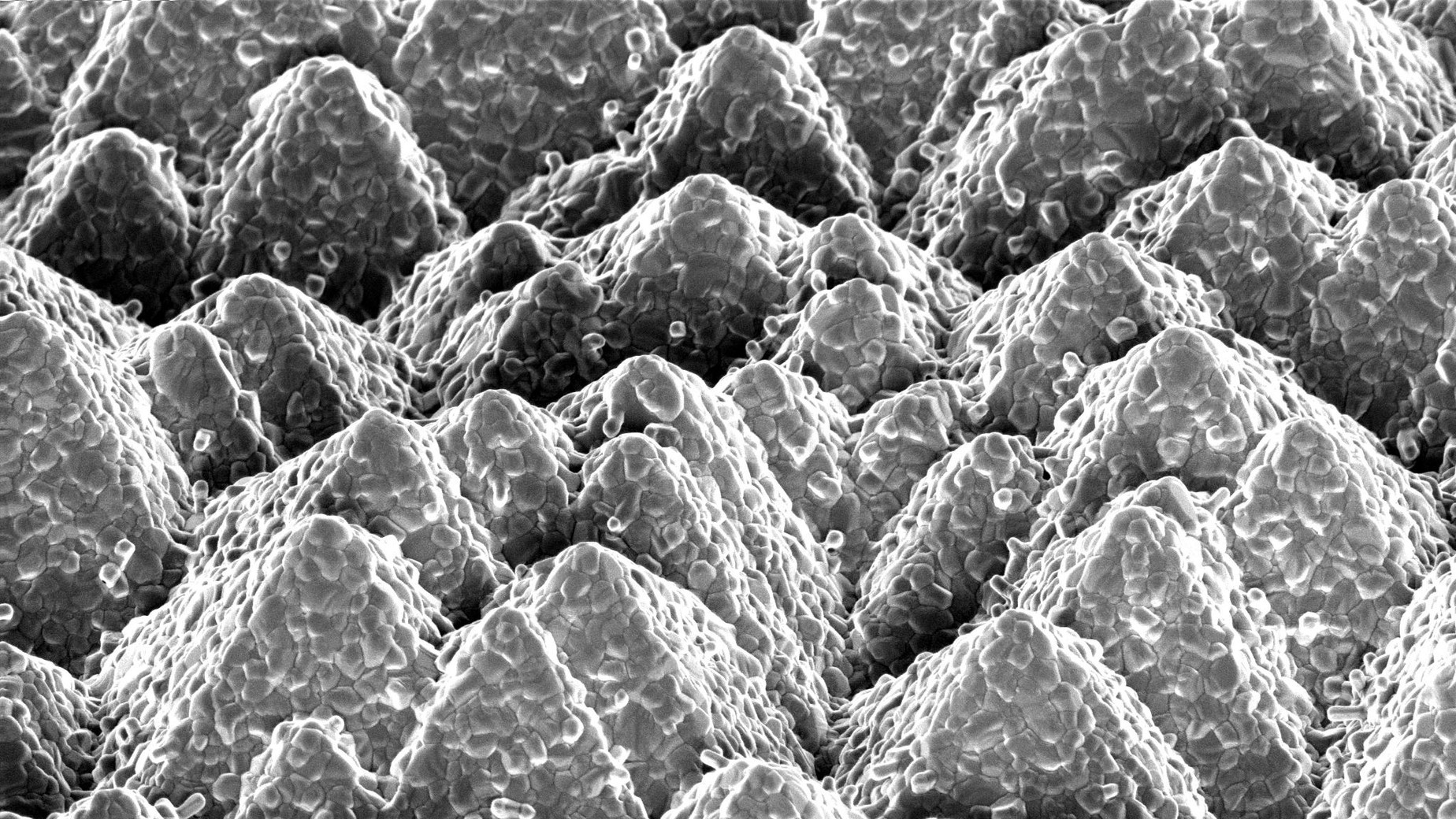 Vue au microscope d’une cellule solaire tandem silicium-pérovskite avec un rendement de 25,2 % – une des avancées du projet conjoint consacré au photovoltaïque.